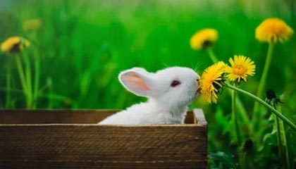 开云体育登入-传统豪门的“王者归来”：历史上的欧洲霸主